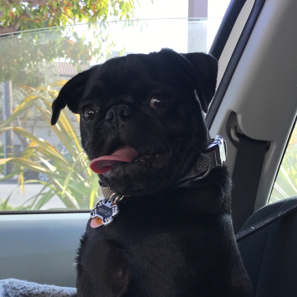 Meet your Posher, Guisela